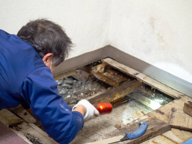 Best Mold Cleaning Services  in Junction City, KY