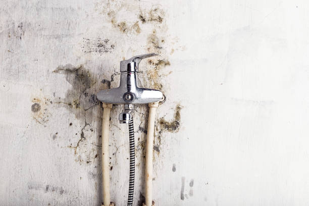 Best Black Mold Removal  in Junction City, KY