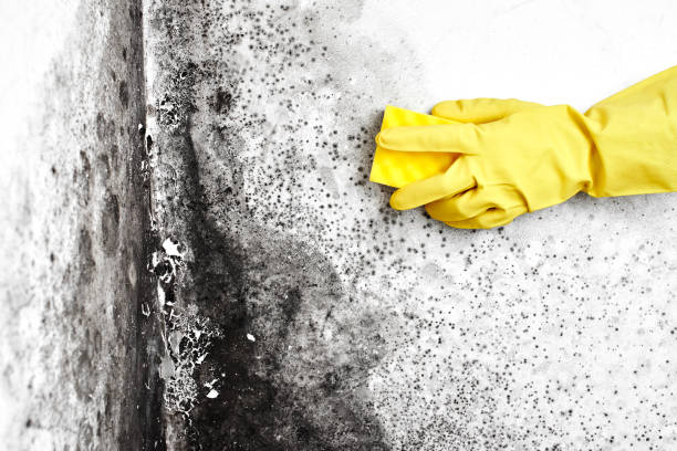 Best Mold Damage Repair  in Junction City, KY