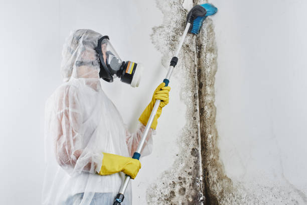 Best Mold Removal Specialists  in Junction City, KY
