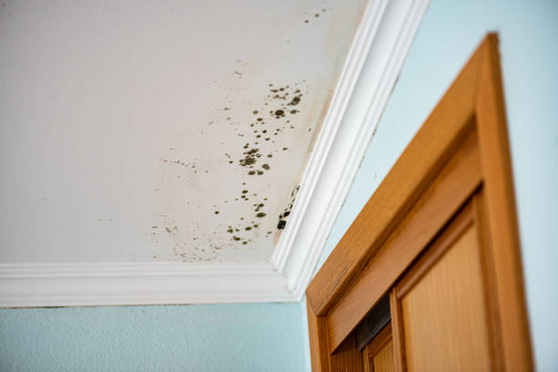 Best Professional Mold Removal  in Junction City, KY