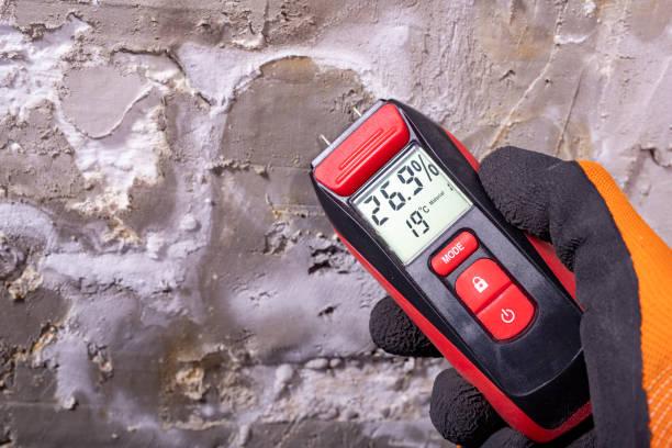Reliable Junction City, KY Mold Removal Solutions