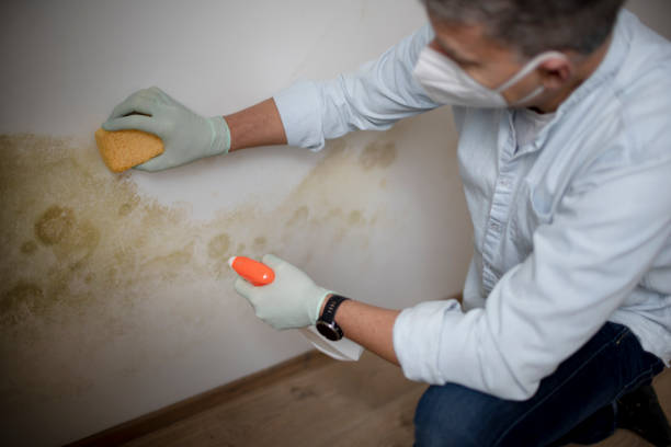 Best Same-Day Mold Removal  in Junction City, KY