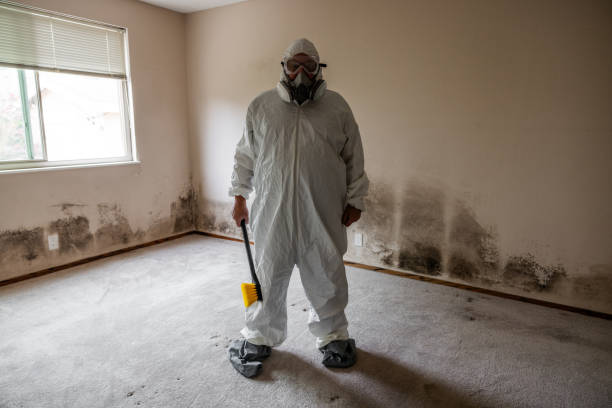 Best Commercial Mold Removal  in Junction City, KY